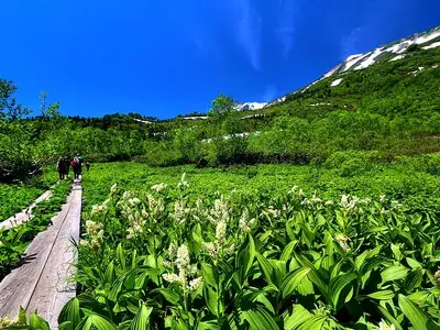 栂池自然園
