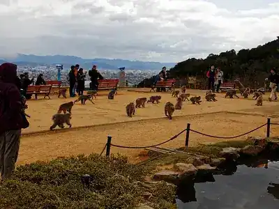 嵐山モンキーパークいわたやま