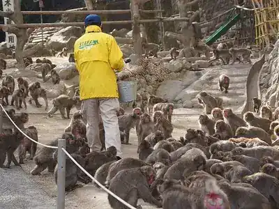 高崎山自然動物園