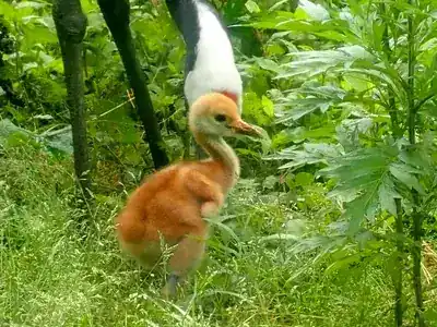 丹頂鶴自然公園