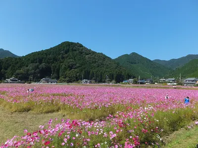 清住コスモス園