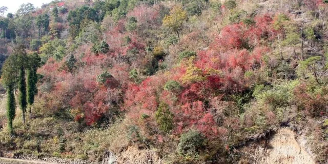 錦山公園で蛇紋岩植物観察のチラシ