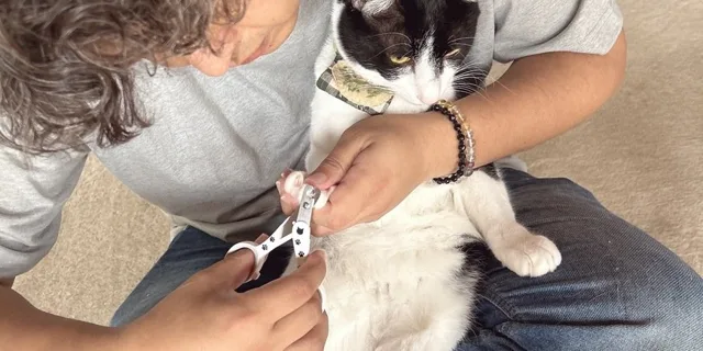 保護猫カフェの裏側に親子で潜入体験のチラシ