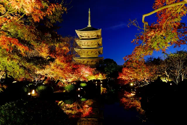 東寺 紅葉ライトアップ（公式サイトの写真）