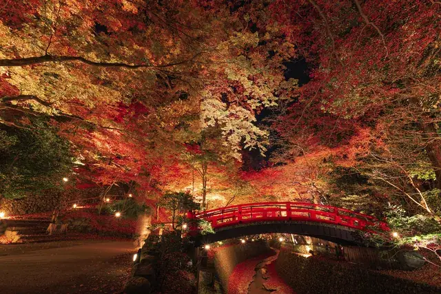 北野天満宮 もみじ苑ライトアップ（公式サイトの写真）