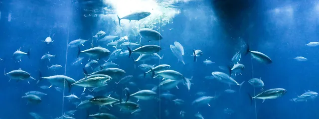 葛西臨海水族園（公式サイトの写真）